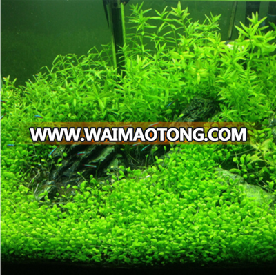 Freshwater Living Aquarium Plant Seeds